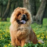 10 most expensive dog breeds (1)