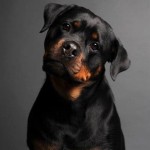 10 most expensive dog breeds (3)