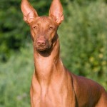 10 most expensive dog breeds (4)