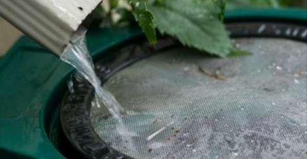 DIY Water Collection Ideas and Tips