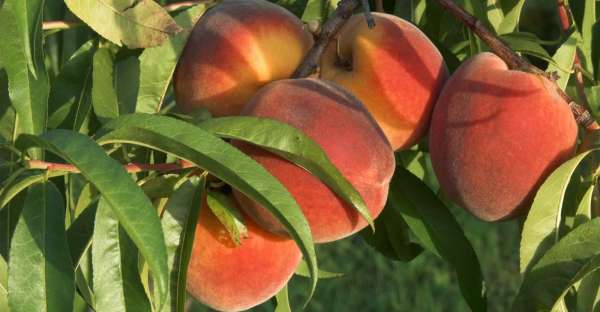 Health Benefits of Apricots