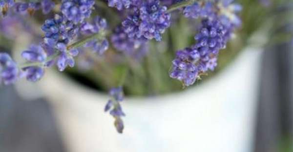 11 Great Plants That Repel Mosquitoes