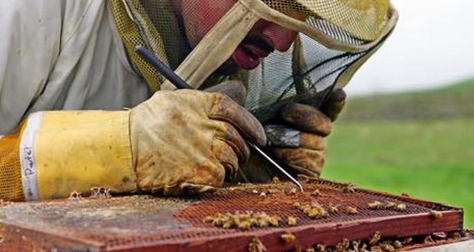 Scientists discover whats killing the bees and its worse than you thought