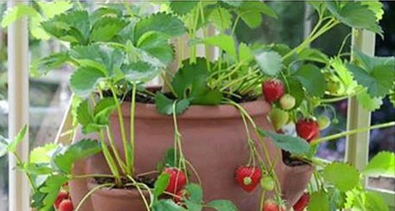 How to Grow Organic Strawberries Year-Round Indoors
