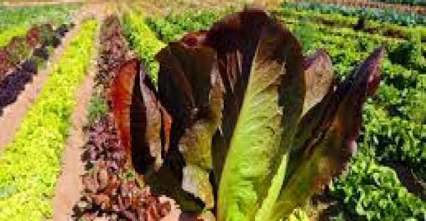 color of lettuce