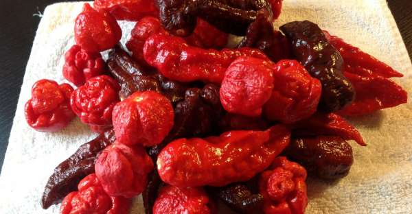 Top 10 hottest peppers in the world