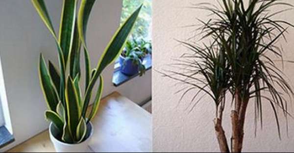 What are the best plants for cleaner air in the home 2