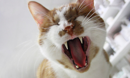 The 9 Amazing Abilities of Cats