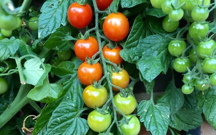 Living Tomato Ripeness Chart