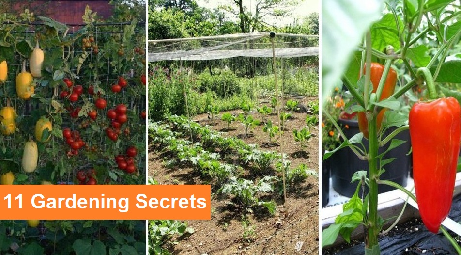 11 Gardening Secrets