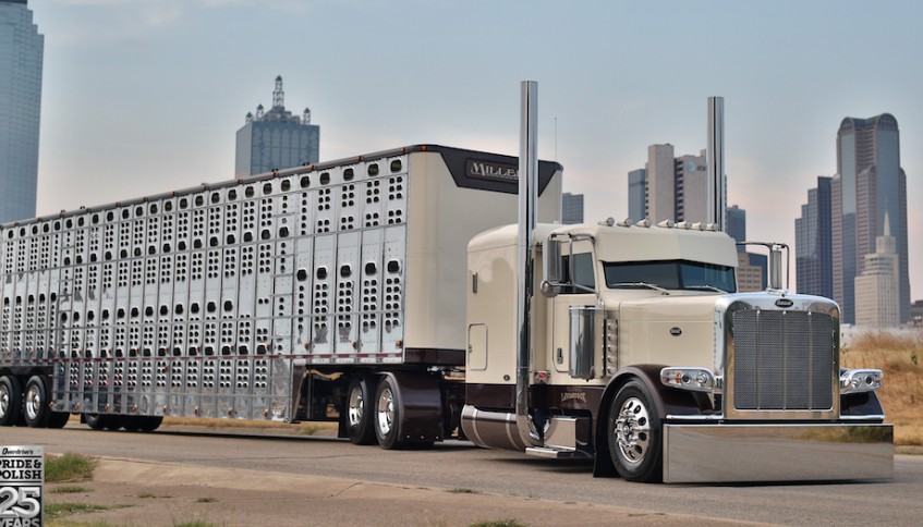 389 peterbilt