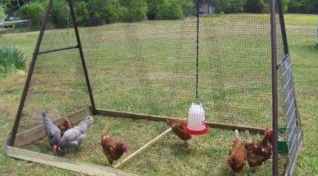 DIY Backyard Chicken Coop