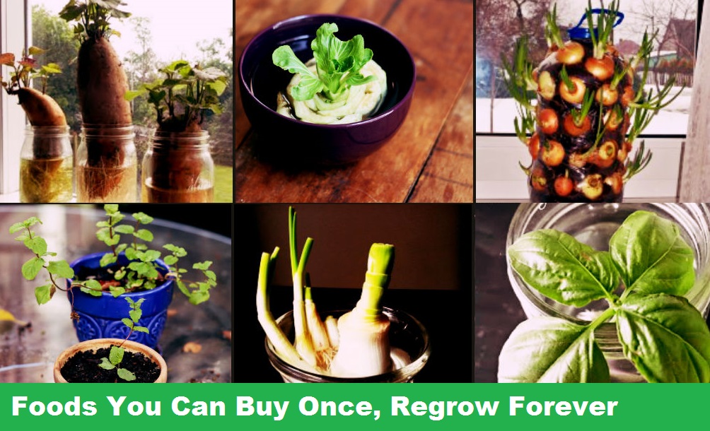 foods buy once, regrow forever