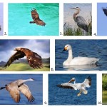 10 Of The Largest North American Migratory Birds